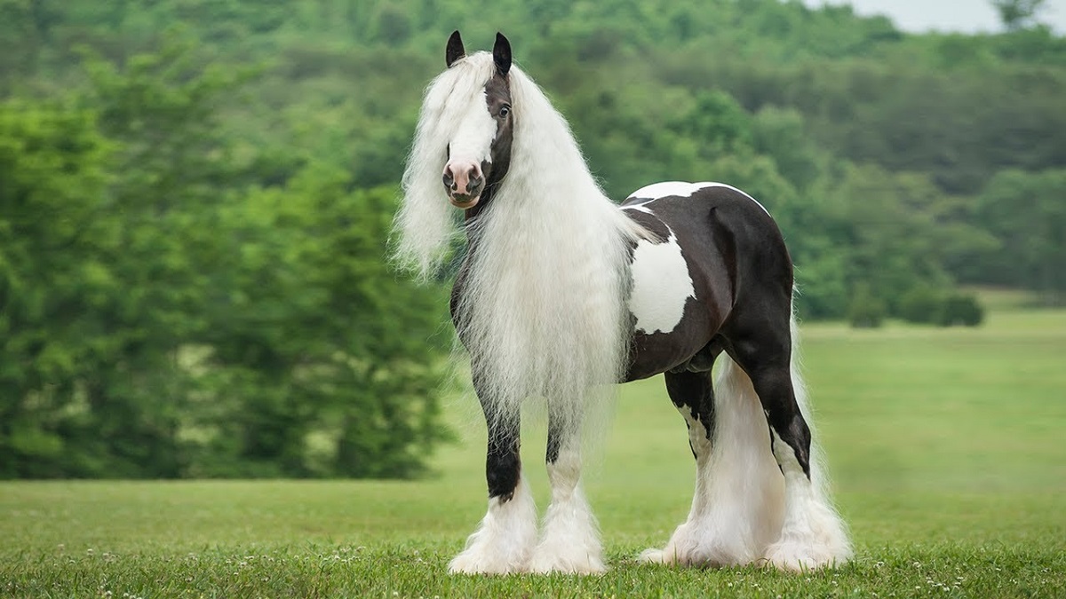 الخيول الغجرية - Gypsy horse